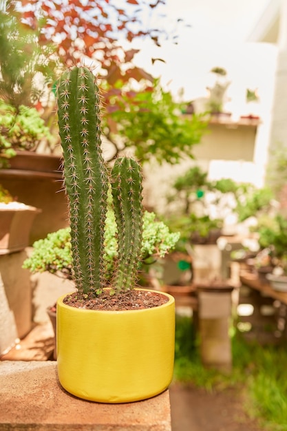 Petit cactus dans le jardin botanique