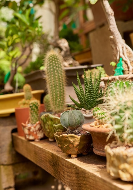 Petit cactus dans le jardin botanique