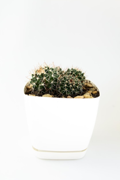 Petit cactus dans un pot sur fond blanc