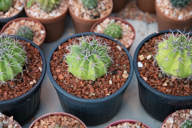 Petit cactus dans les pots.