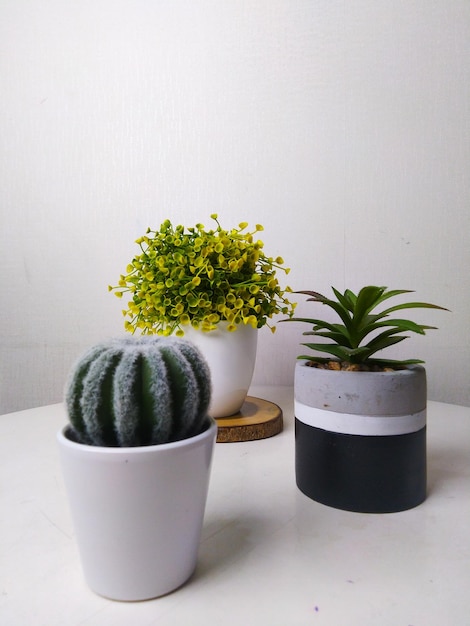 Un petit cactus est dans un pot blanc avec une bande noire sur le côté.