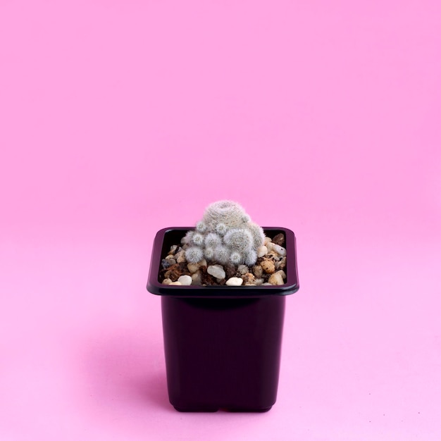 Photo petit cactus fait maison sur fond rose