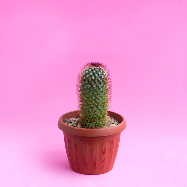 Petit cactus fait maison sur fond rose