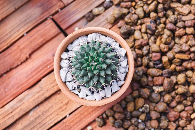 Petit cactus en pot de crayon brun sur fond de briques brunes