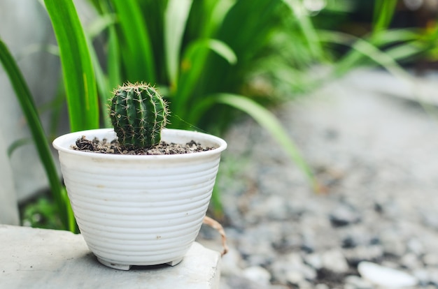 Petit cactus en pot de fleur blanc pour la décoration de table