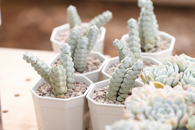 Photo petit cactus en pot.