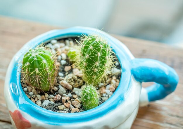 Petit cactus en tasse