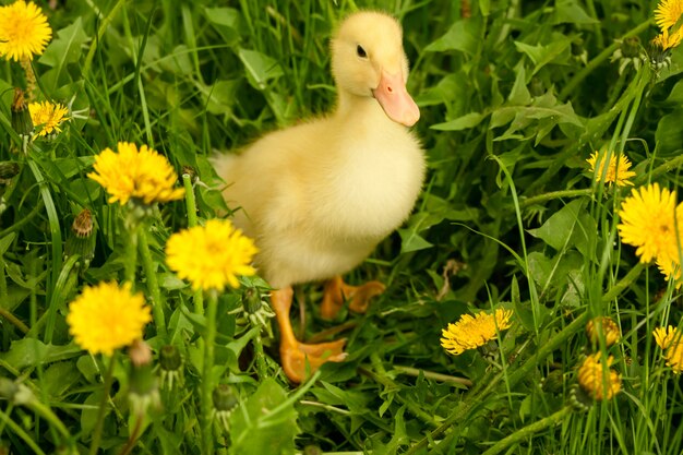 Petit canard dans l'herbe verte