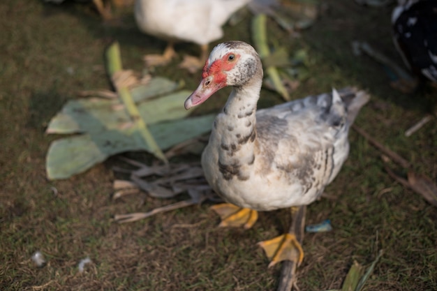 Petit canard en ferme agricole