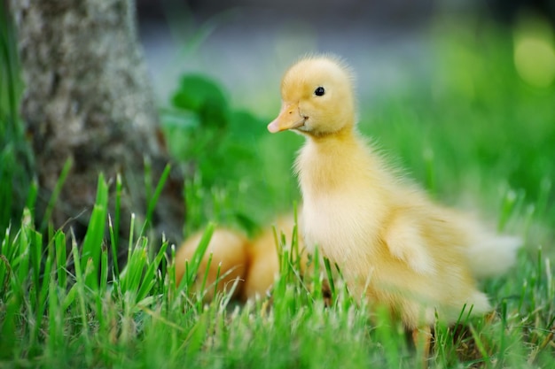 Petit canard sur fond d'herbe verte