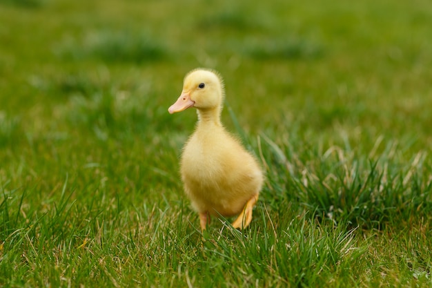 Un petit canard jaune sur l'herbe verte.