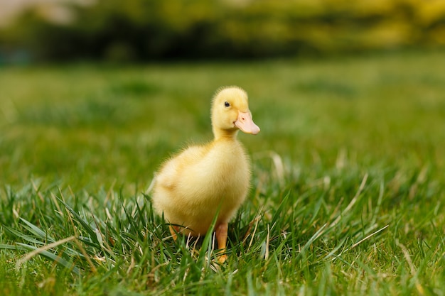 Un petit canard jaune sur l'herbe verte.