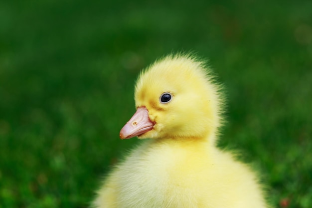 un petit canard jaune