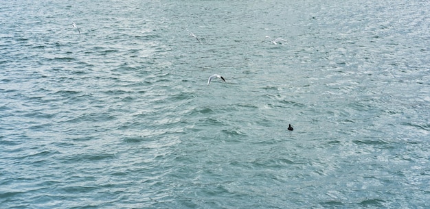 Un petit canard sauvage noir nage en mer avec de l'eau turquoise et bleue et des goélands blancs volent