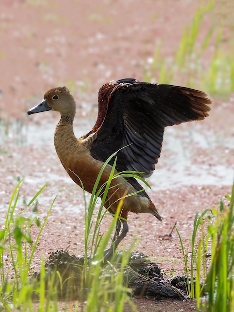 Petit canard siffleur