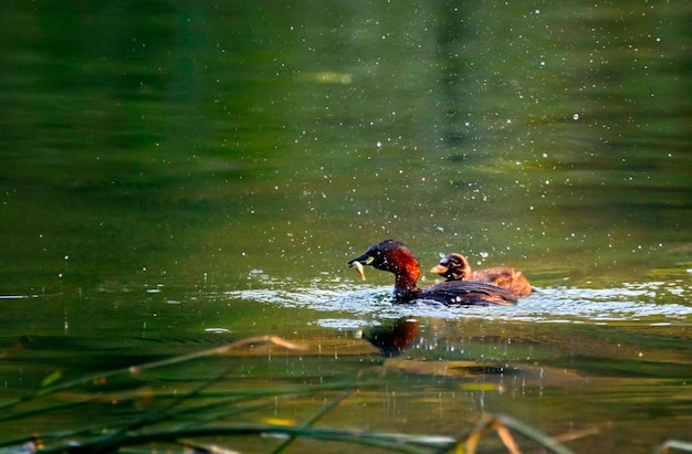 Photo le petit canard tachybaptus ruficollis dans le plumage de reproduction nourrissant son petit canard