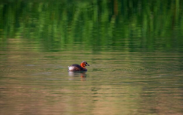 Photo le petit canard tachybaptus ruficollis en plumage de reproduction nageant sur la rivière