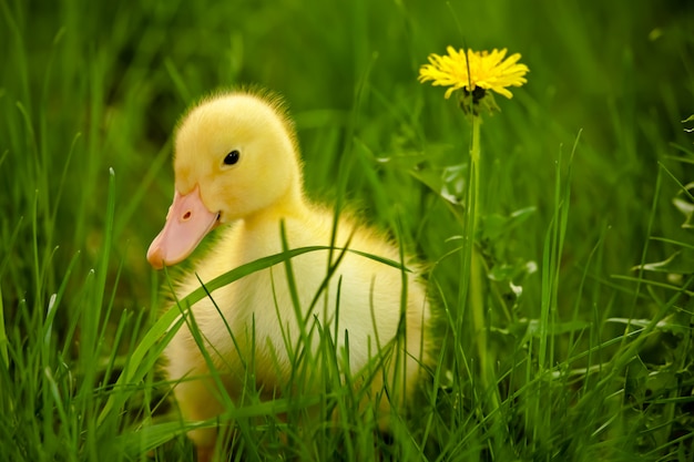 Petit canard