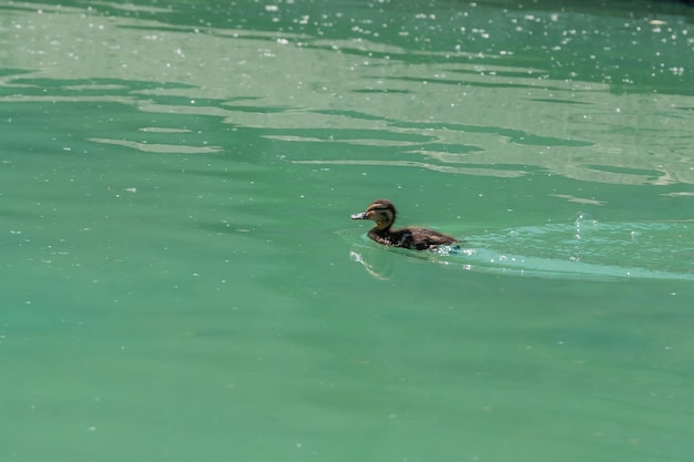 Petit caneton flottant sur l'eau