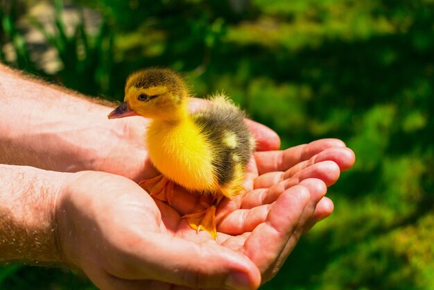 Petit caneton jaune dans les mains sur fond d'herbe verte