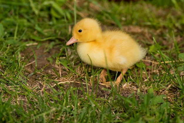 Petit caneton jaune sur l'herbe verte