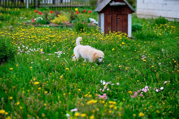 Un petit caniche abricot sur l'herbe Un animal de compagnie dans la nature Chien mignon qui ressemble à un jouet