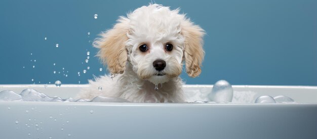 Un petit caniche blanc se baignant