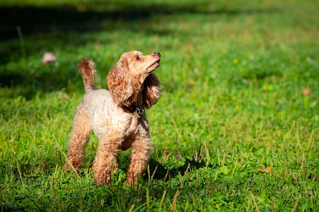 Petit caniche en gros plan sur un champ vert...