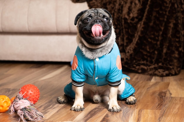 Un petit carlin rigolo est assis près de ses jouets Jouets et vêtements pour chiens animalerie