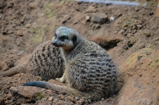 Petit Carnivore Brun Animal Mammifère Africain Suricata