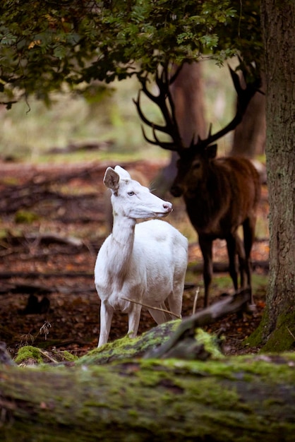 Petit cerf blanc en forêt