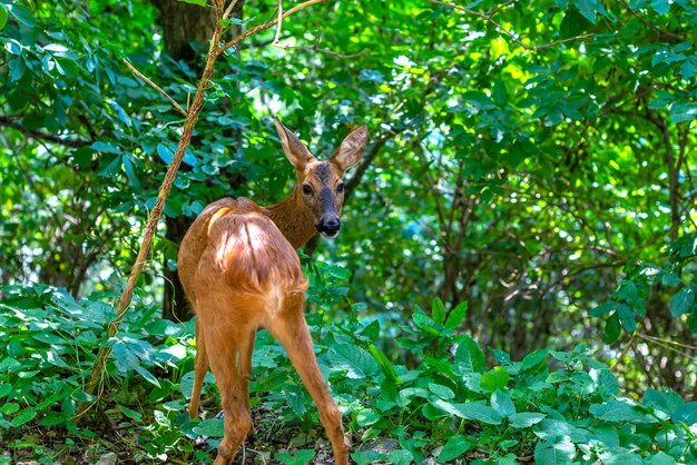 Photo un petit cerf dans une forêt verte