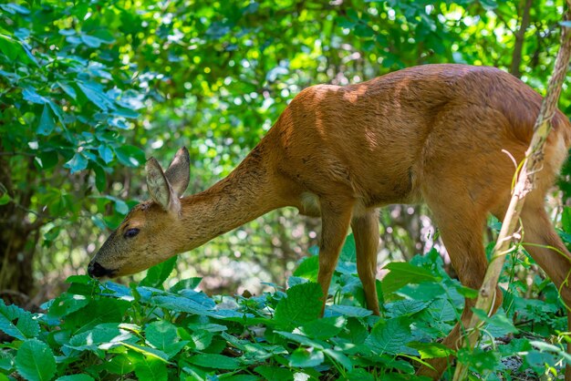 Photo un petit cerf dans une forêt verte