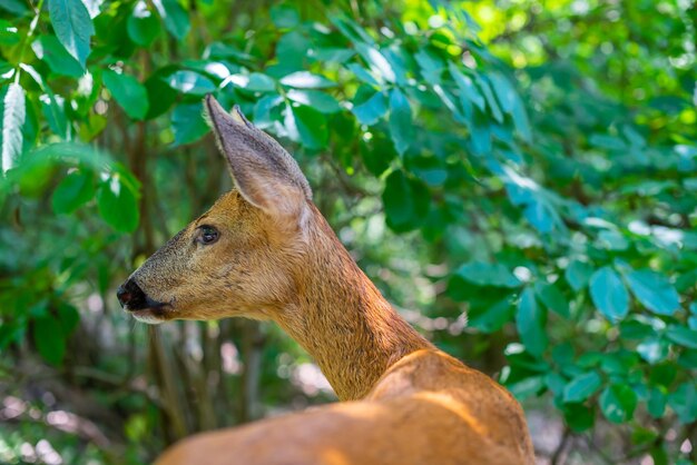 Photo un petit cerf dans une forêt verte