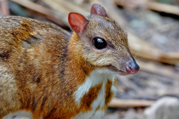 Petit cerf-souris Tragulus kanchil