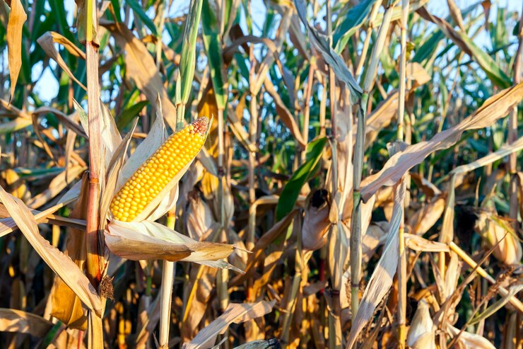 Photo petit champ agricole où le maïs est cultivé. saison d'automne, le maïs est mûr et prêt pour la récolte. photo prise en gros plan avec une petite profondeur de champ.