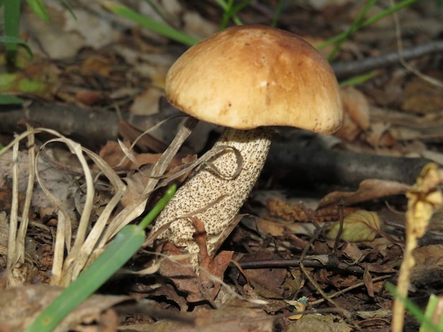 Un petit champignon blanc dans la forêt