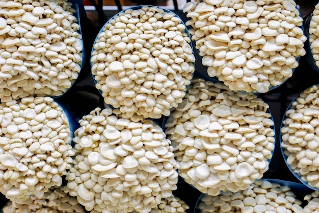 Petit champignon blanc dans des sacs de plantes bleues Le champignon est un aliment qui présente de nombreux avantages Faible en cholestérol mais riche en protéines, vitamines et minéraux avec une teneur élevée en fibres et plus d'antioxydants
