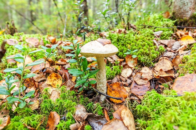 Petit champignon comestible avec capuchon brun Penny Bun leccinum dans le fond de la forêt d'automne de mousse Champignon dans l'environnement naturel Gros champignon macro gros plan Paysage d'été ou d'automne naturel inspirant