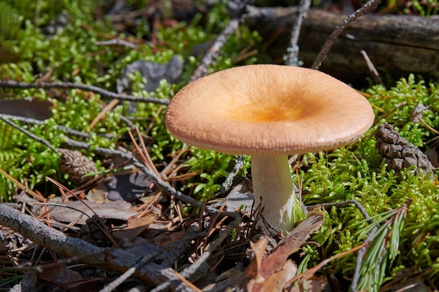 Petit champignon comestible