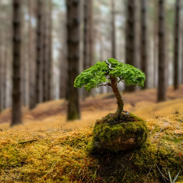 Photo un petit champignon à côté d'un petit bonsai