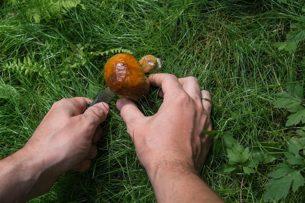 Petit champignon coupe homme