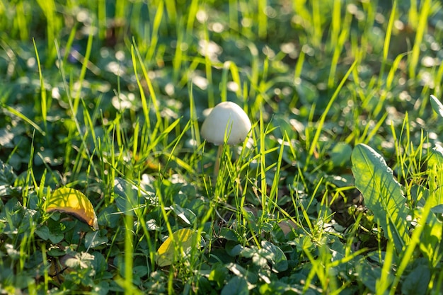 Petit champignon dans le feuillage d'automne en parc