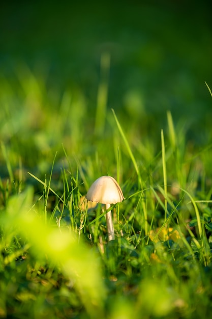 Petit champignon dans le feuillage d'automne en parc