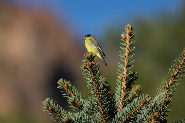 Petit Chardonneret à Evergreen Tree à Utah Canyon