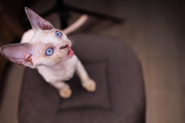 Un petit chat blanc aux grands yeux bleus est assis sur une chaise et lève les yeux