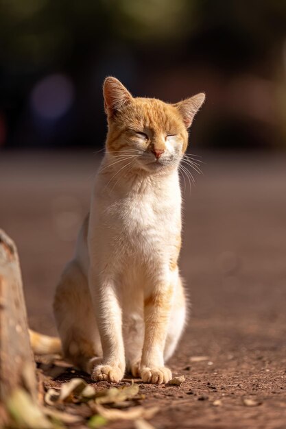 Petit chat domestique en gros plan avec mise au point sélective