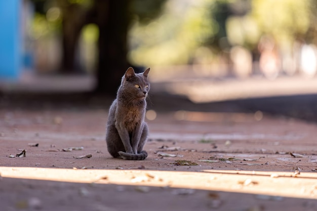 Petit chat domestique en gros plan avec mise au point sélective