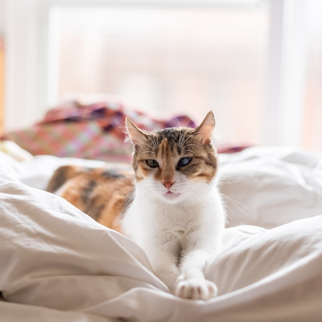 Petit chat écaille de tortue allongé sur le lit à la maison