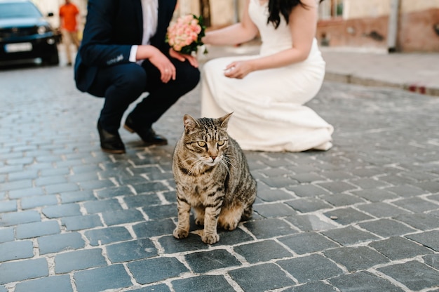 Petit chat sur fond marié et mariée à la rue. Couple de mariage et chat à l'extérieur.